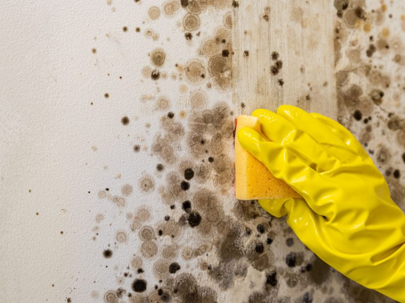 Close-up of female hand wearing yellow rubber gloves, woman cleans mold from wall with antimicrobial spray